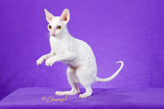 Cornish Rex Kittens