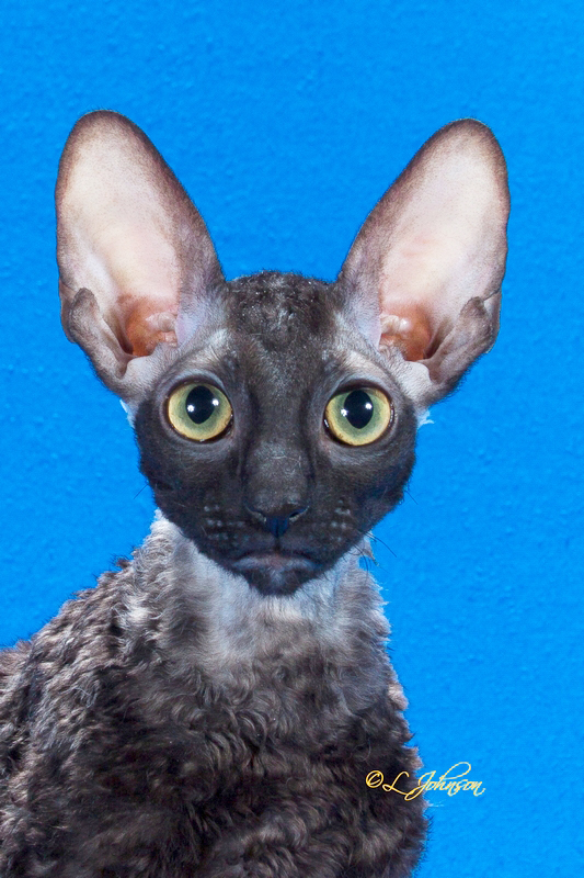 cornish rex cats ears